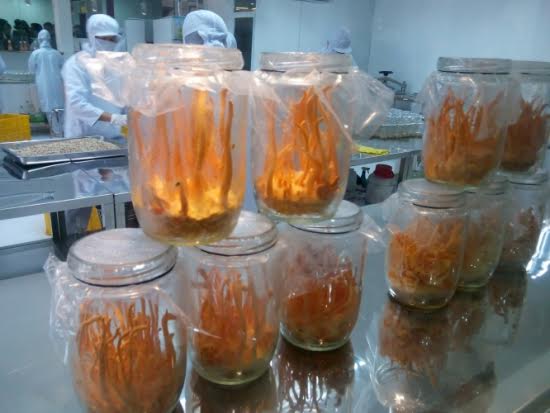 Phòng[-]kỹ[-]thuật[-]nuôi[-]cấy[-]đông[-]trùng[-]hạ[-]thảo[-]của[-]Công[-]ty[-]cổ[-]phần[-]HQGANO.